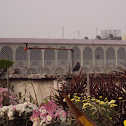 Local Myna