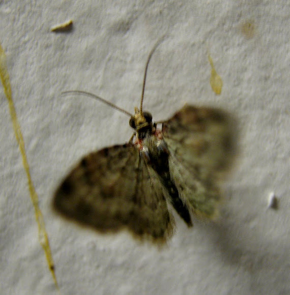 Spotting Image 1