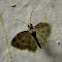 Moth