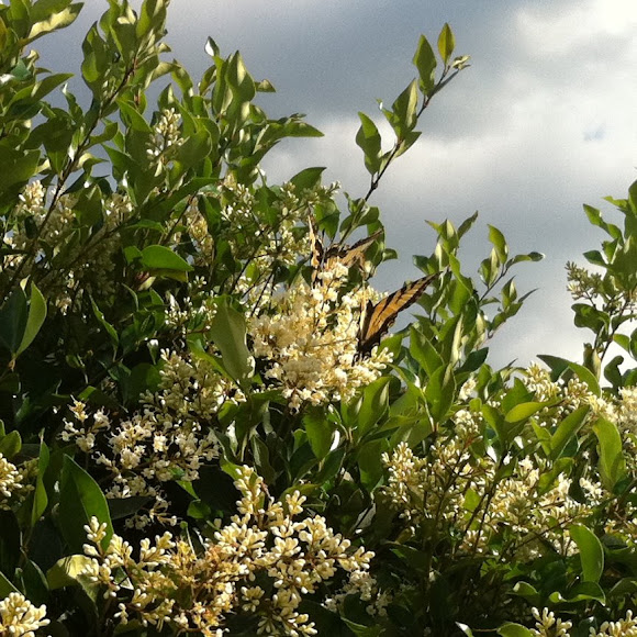Spotting Image 1