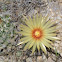 Grooved Nipple Cactus