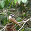 Great Kiskadee (Bem- te- vi)