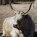 Bull