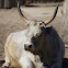 Bull