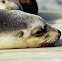 Australian Sea Lion