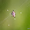 Spiny Orb-Weaver Spider