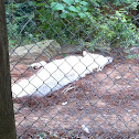 Arctic Wolf