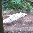 Arctic Wolf