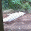 Arctic Wolf