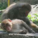 Rhesus macaque