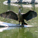 Cormorant