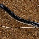 Common Krait