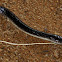 Common Krait