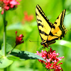 Western Tiger Swallowtail