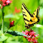 Western Tiger Swallowtail