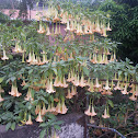 Angel's Trumpet
