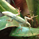 Anole
