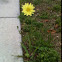 Carolina Desert Chicory, Leafy False Dandelion, Florida Dandelion
