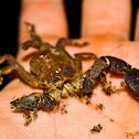 Scorpion
