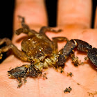 Scorpion
