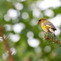 Coccothraustes vespertinus - Kései meggyvágó