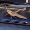 Grasshopper