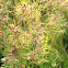 Poa bulbosa var. vivipara