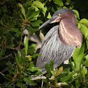 Green Heron