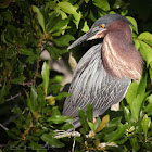 Green Heron