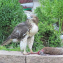 Red-Tailed Hawk (Juvenile)