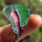 Regal Hairstreak