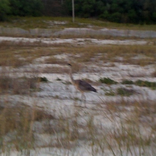 Spotting Image 1
