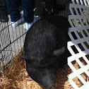 Pig, domestic pig