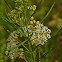 Whorled Milkweed