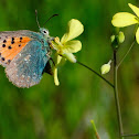 Provence Hairstreak, Cardenillo