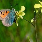 Provence Hairstreak, Cardenillo