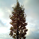 Yucca