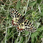 Spanish Festoon