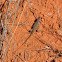 Texas Spotted Whiptail