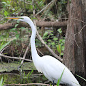 Great Egret