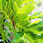 Green Anole