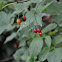 Woody Nightshade