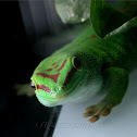 Madagascar Giant Day Gecko