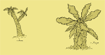 Euphorbia Decaryi v. Major & Decaryi v. Minor