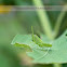 Small Green Grasshopper
