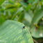 Long Legged Fly