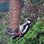 Greater Spotted Woodpecker