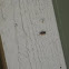 Box Elder Bug