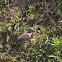Zebra Dove
