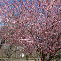 Cherry Tree